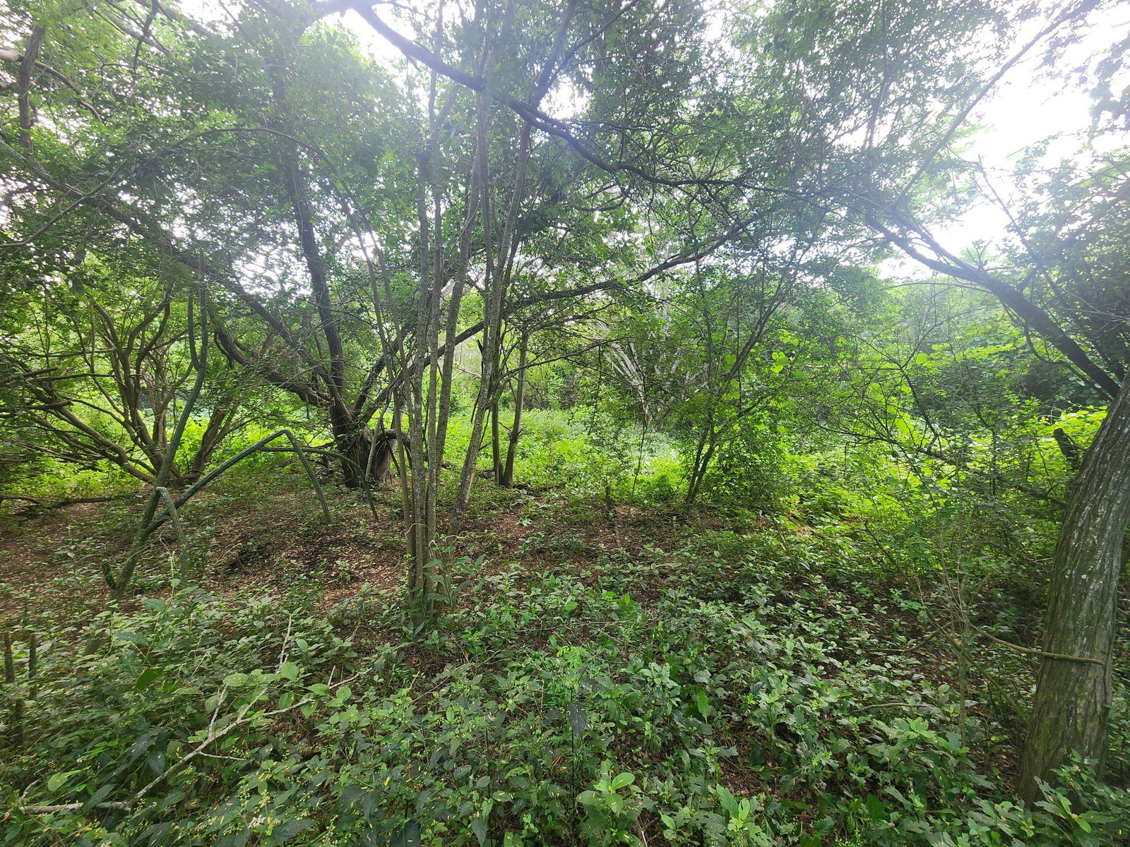 10-Acre-Farmland-for-Sale-in-Bushy-Park-St.-Catherine First image of Bushy Park in Bushy Park, St. Catherine, Jamaica - property is For Sale
