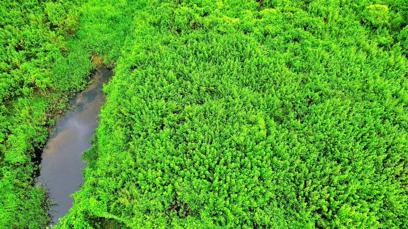 Tenth image of 90 Burnt Ground, Hanover in Ramble, Hanover, Jamaica - property is For Sale