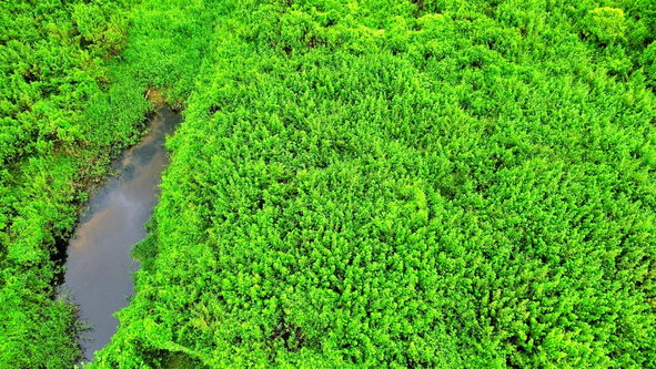 Tenth image of 90 Burnt Ground, Hanover in Ramble, Hanover, Jamaica - property is For Sale