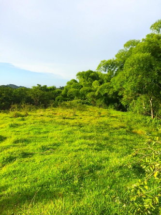 Twelfth image of Rothsey Cove Harding Hall in Green Island, Hanover, Jamaica - property is For Rent