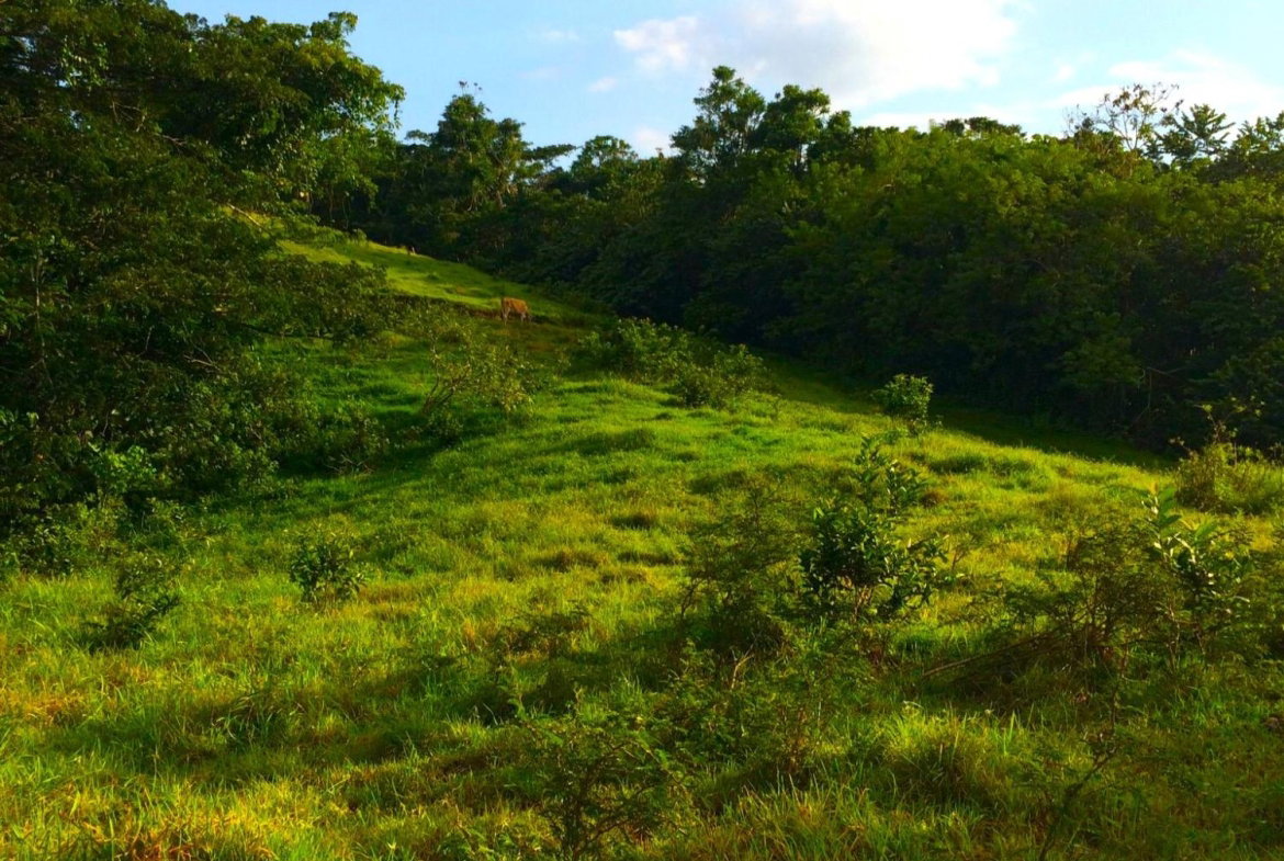 Nineteenth image of Rothsey Cove Harding Hall in Green Island, Hanover, Jamaica - property is For Rent