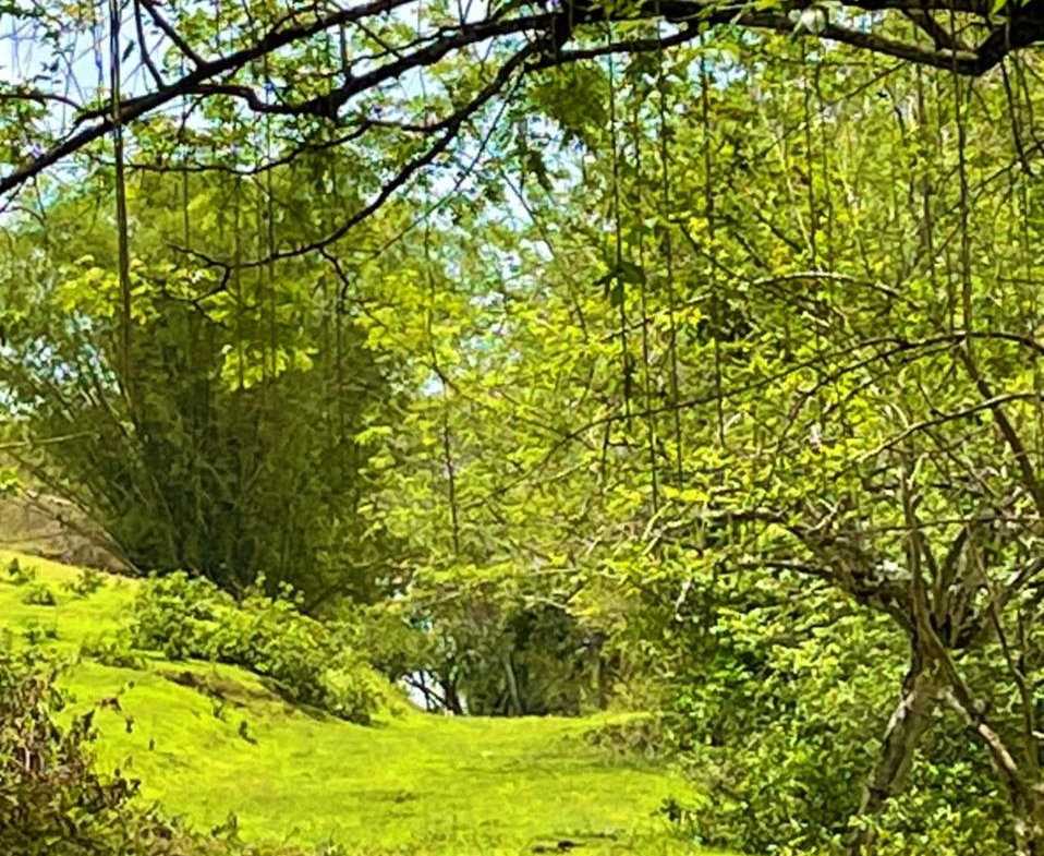 Ninth image of Rothsey Cove Harding Hall in Green Island, Hanover, Jamaica - property is For Rent