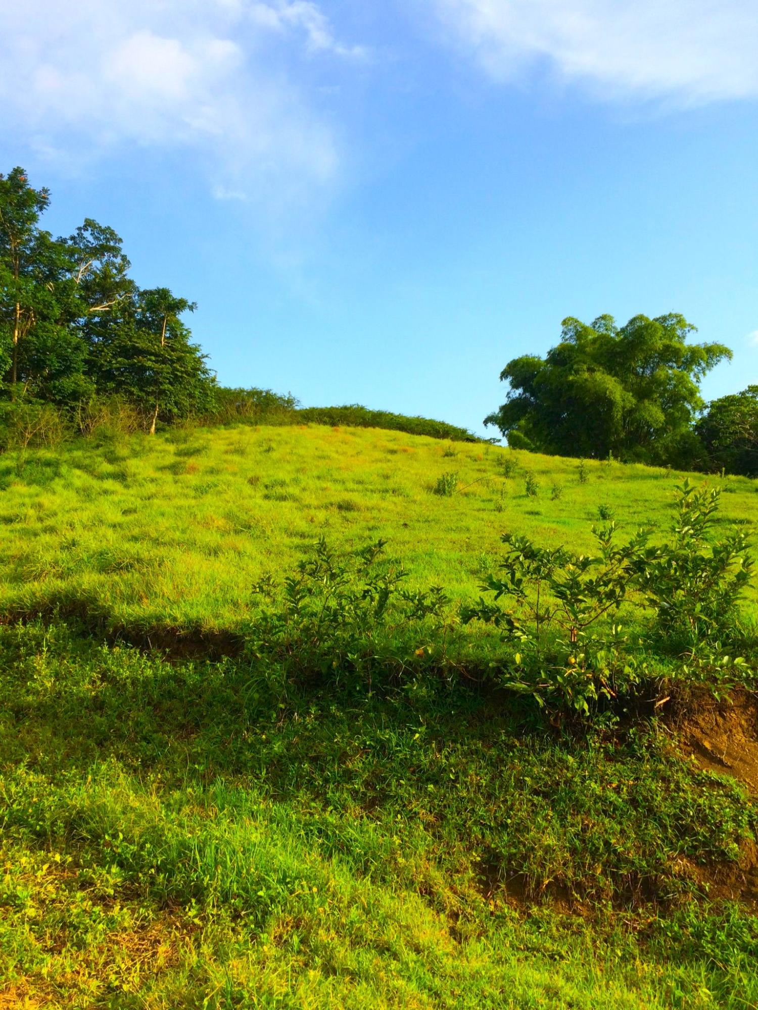 Eleventh image of Rothsey Cove Harding Hall in Green Island, Hanover, Jamaica - property is For Sale
