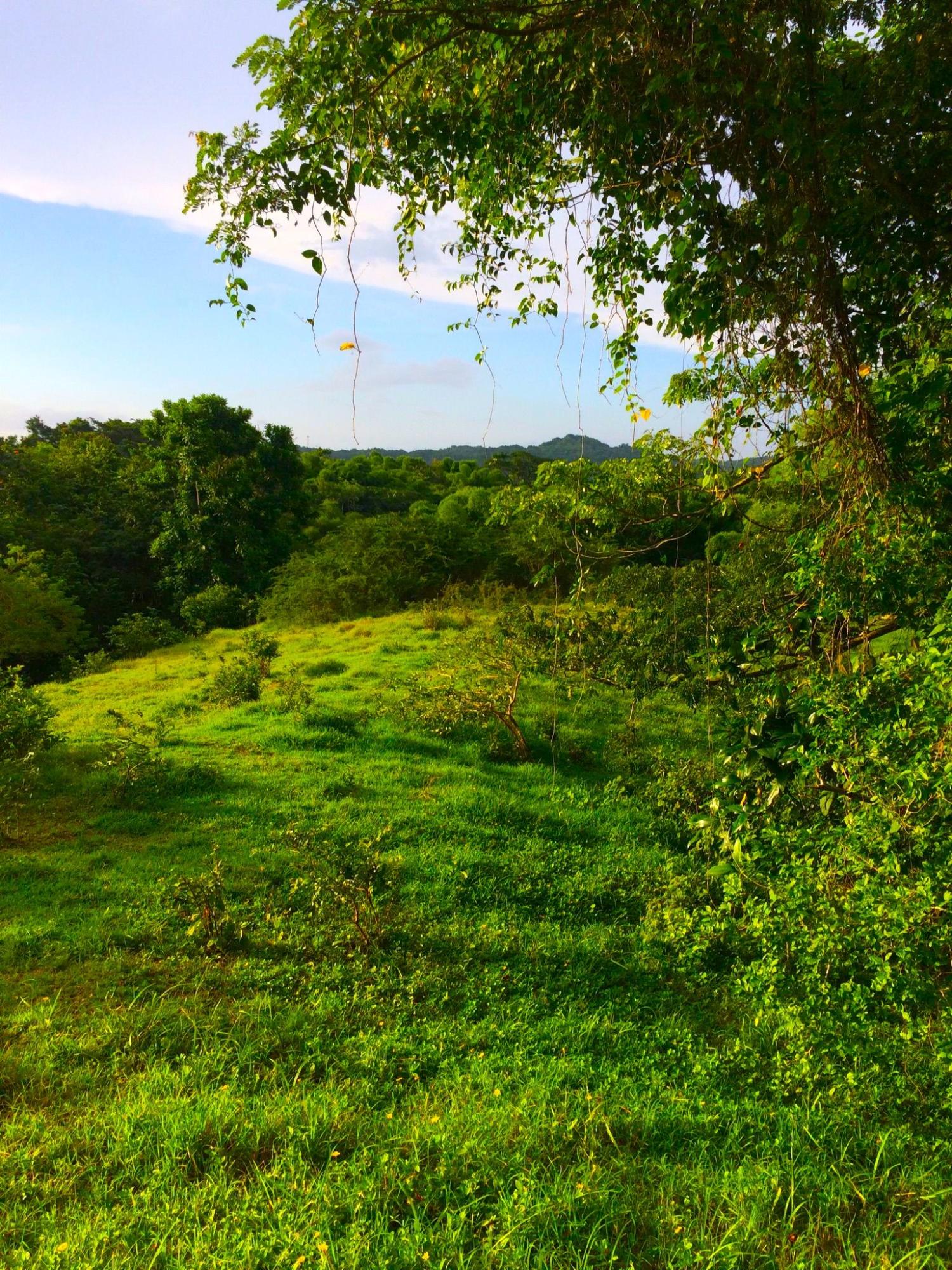 Thirteenth image of Rothsey Cove Harding Hall in Green Island, Hanover, Jamaica - property is For Sale