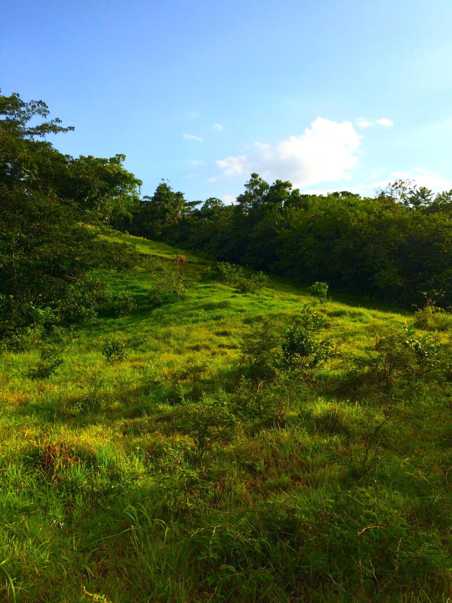 Nineteenth image of Rothsey Cove Harding Hall in Green Island, Hanover, Jamaica - property is For Sale