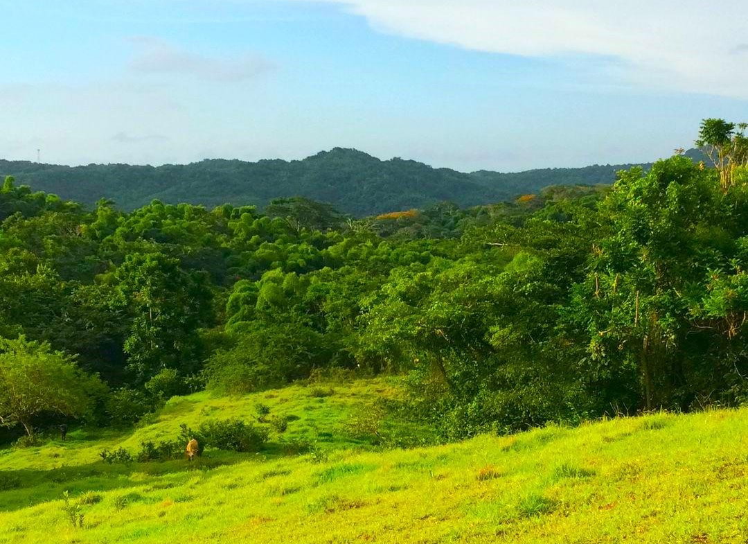 Twentieth image of Rothsey Cove Harding Hall in Green Island, Hanover, Jamaica - property is For Sale
