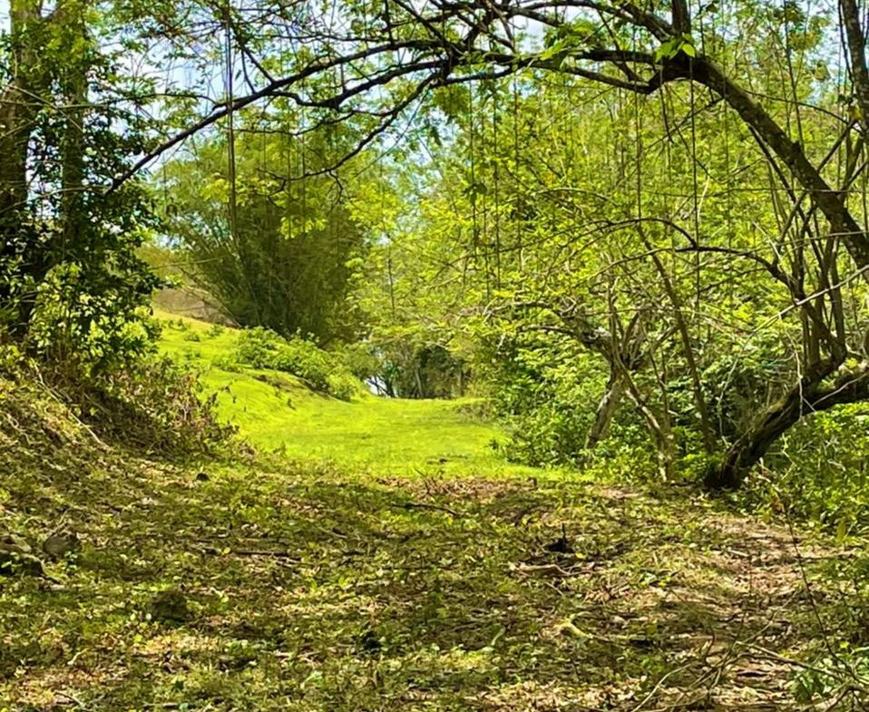 Third image of Rothsey Cove Harding Hall in Green Island, Hanover, Jamaica - property is For Sale