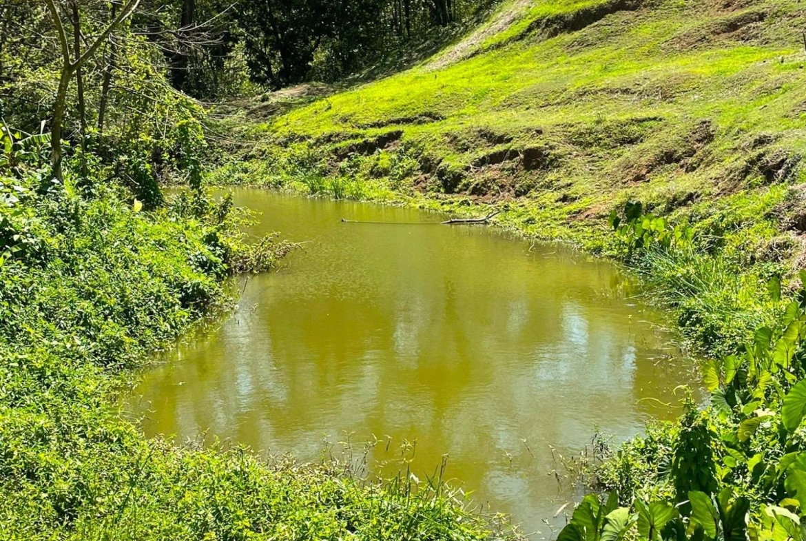 Fourth image of Rothsey Cove Harding Hall in Green Island, Hanover, Jamaica - property is For Sale