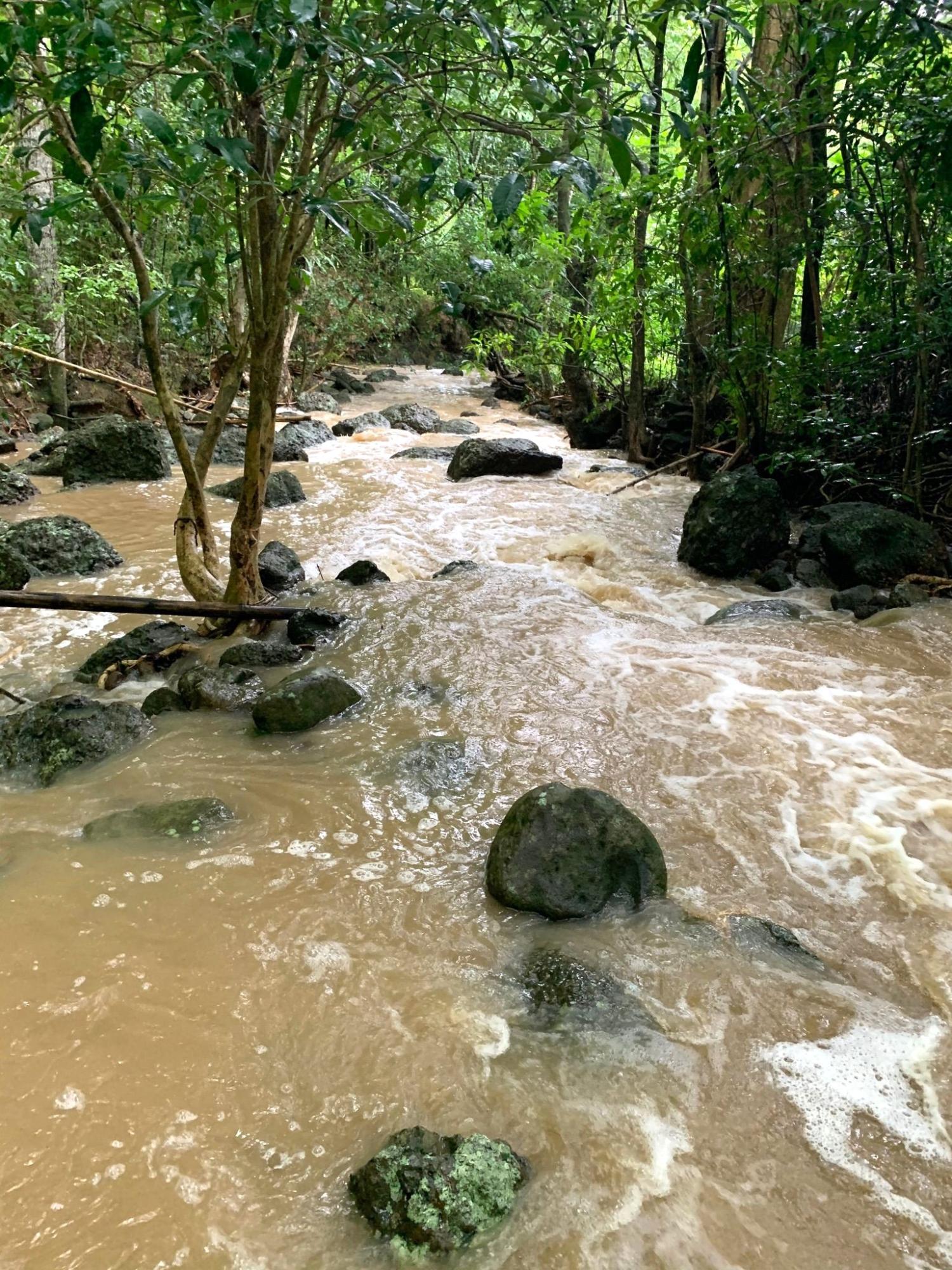 Fifth image of Rothsey Cove Harding Hall in Green Island, Hanover, Jamaica - property is For Sale