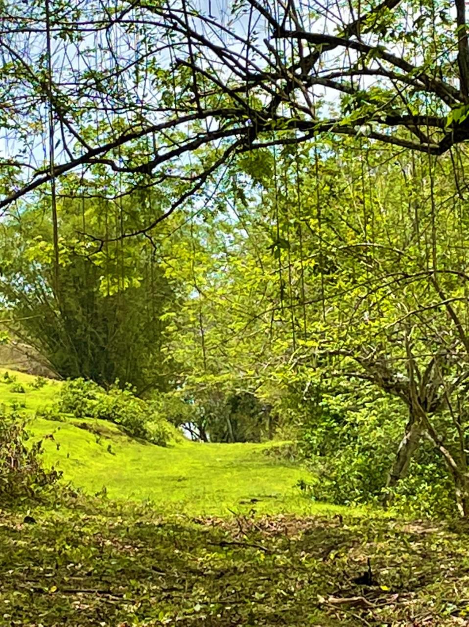 Ninth image of Rothsey Cove Harding Hall in Green Island, Hanover, Jamaica - property is For Sale