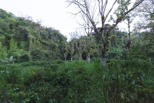 Fifteenth image of 41 Greenock in Cave Valey, St. Ann, Jamaica - property is For Sale