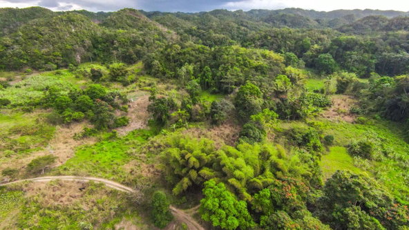 Nineteenth image of 41 Greenock in Cave Valey, St. Ann, Jamaica - property is For Sale