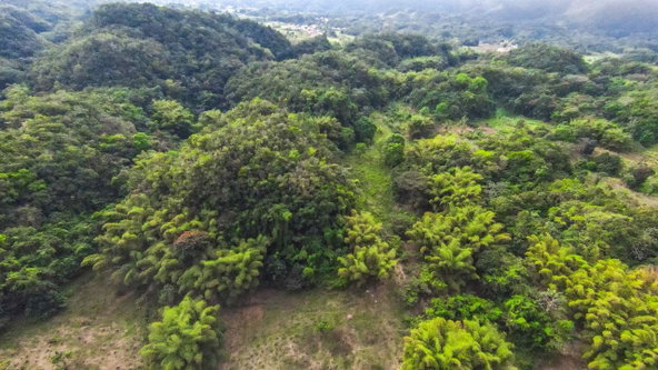 Tenth image of 41 Greenock in Cave Valey, St. Ann, Jamaica - property is For Sale