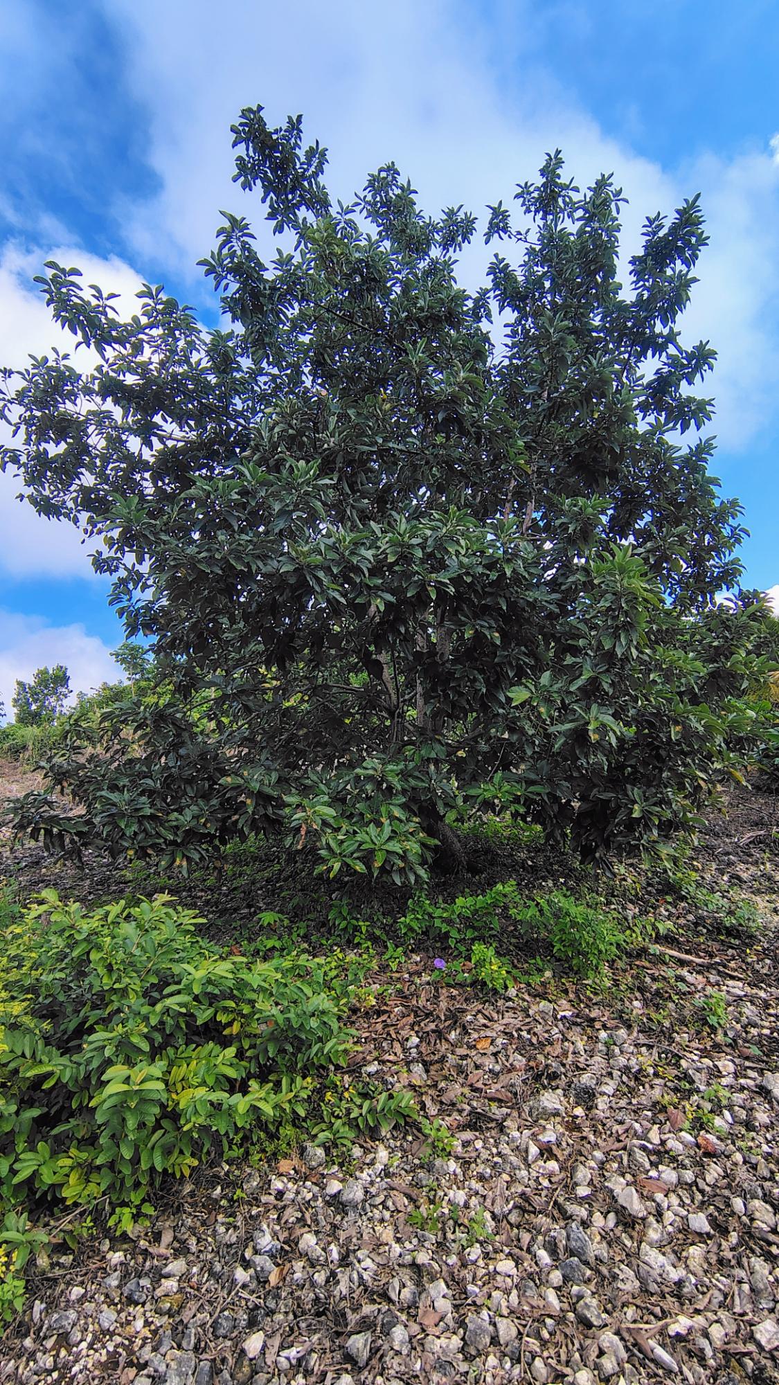 Thirtieth image of Part of Paradise, Shrewsb in Hope Bay, Portland, Jamaica - property is For Sale