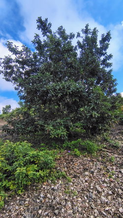 Thirtieth image of Part of Paradise, Shrewsb in Hope Bay, Portland, Jamaica - property is For Sale