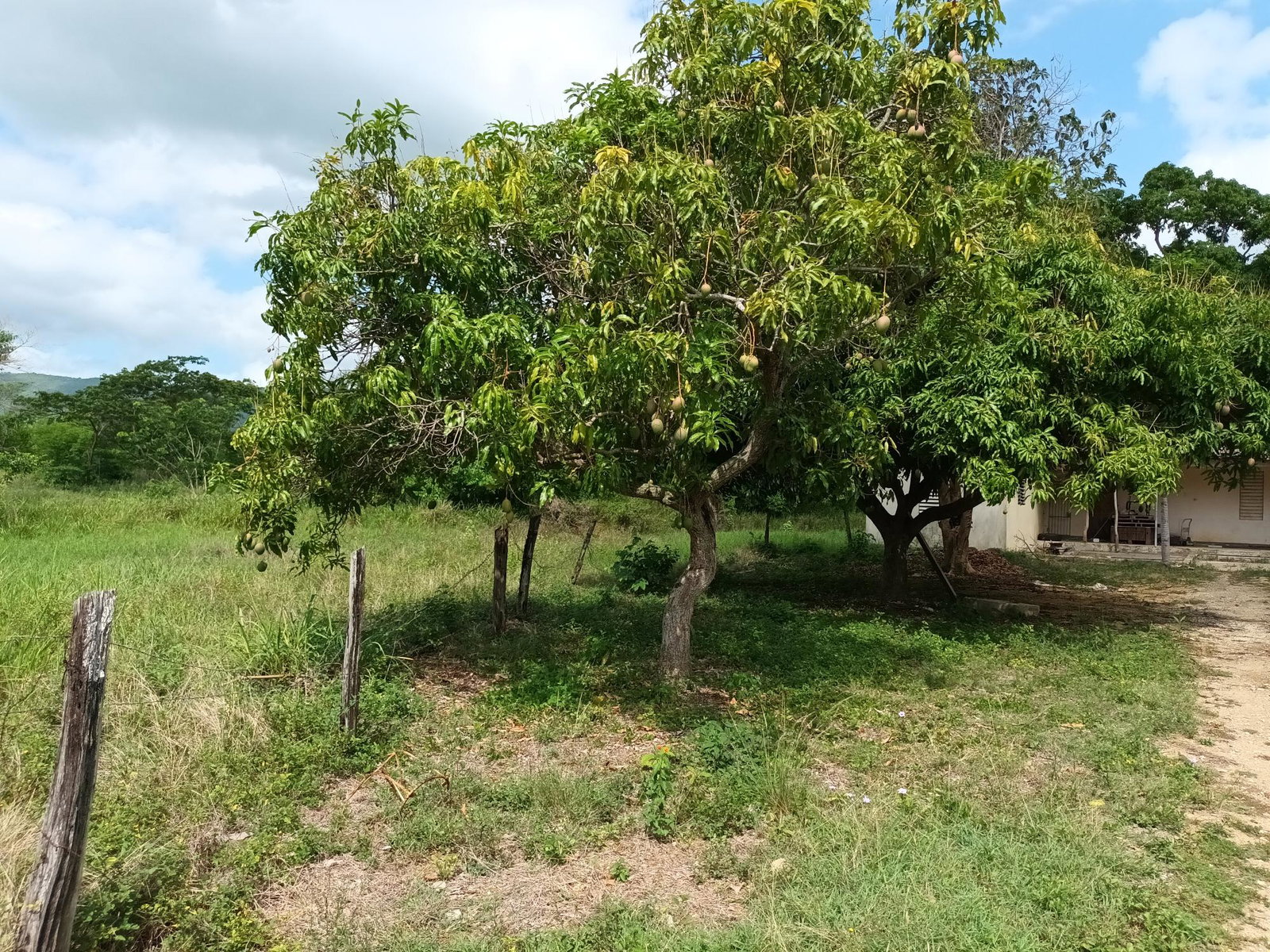 153-Acres-of-Prime-Residential-Development-Land-for-Sale-in-Clarendon-Jamaica Eleventh image of 0000 Toll Gate, Clarendon in Toll Gate, Clarendon, Jamaica - property is For Sale