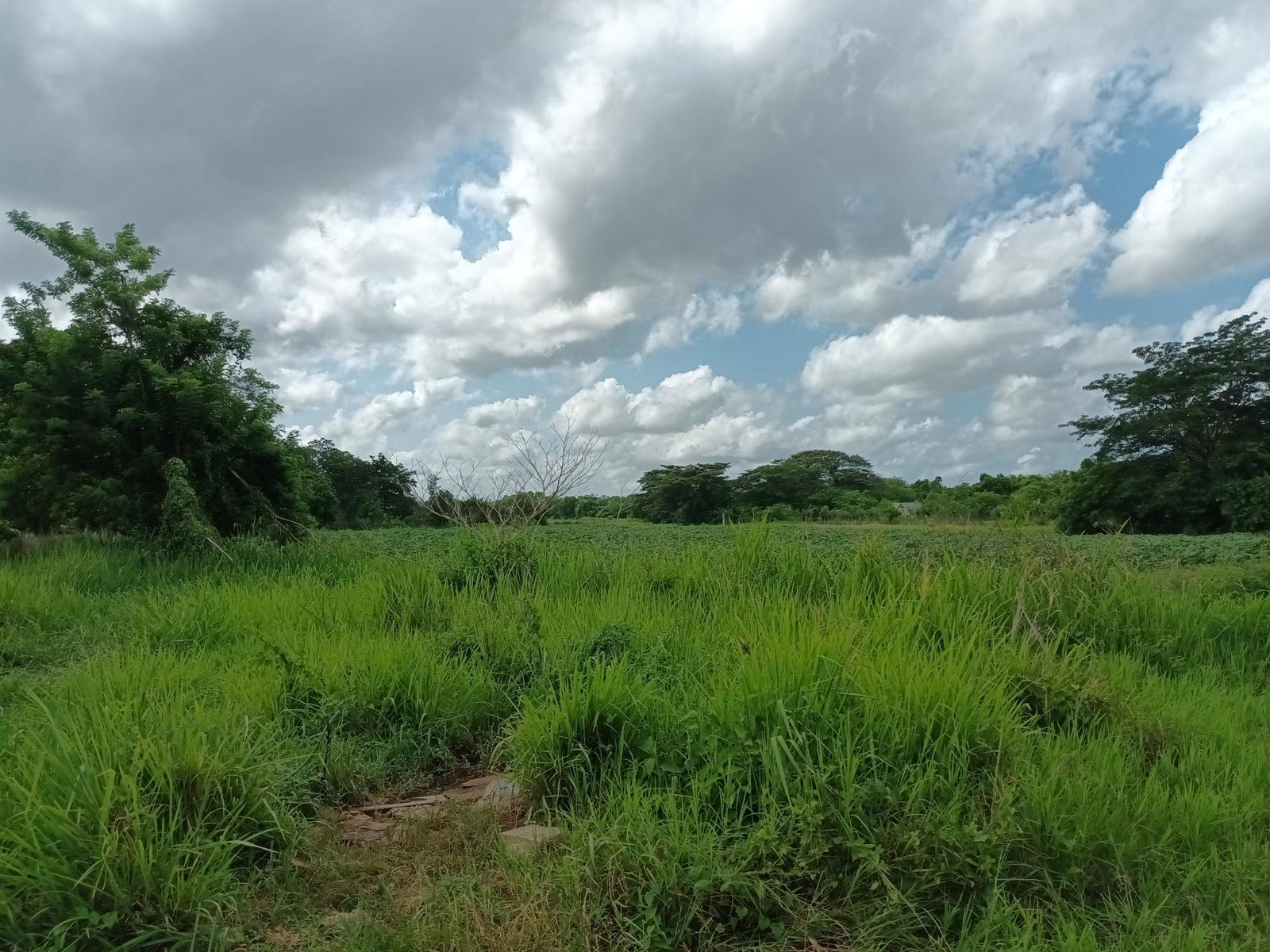 153-Acres-of-Prime-Residential-Development-Land-for-Sale-in-Clarendon-Jamaica Twelfth image of 0000 Toll Gate, Clarendon in Toll Gate, Clarendon, Jamaica - property is For Sale