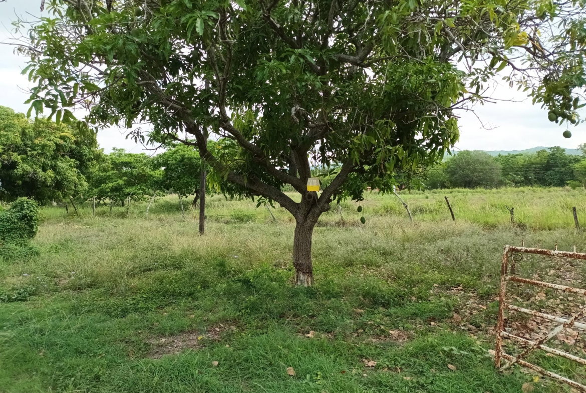 Thirteenth image of 0000 Toll Gate, Clarendon in Toll Gate, Clarendon, Jamaica - property is For Sale