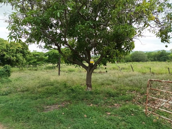 Thirteenth image of 0000 Toll Gate, Clarendon in Toll Gate, Clarendon, Jamaica - property is For Sale