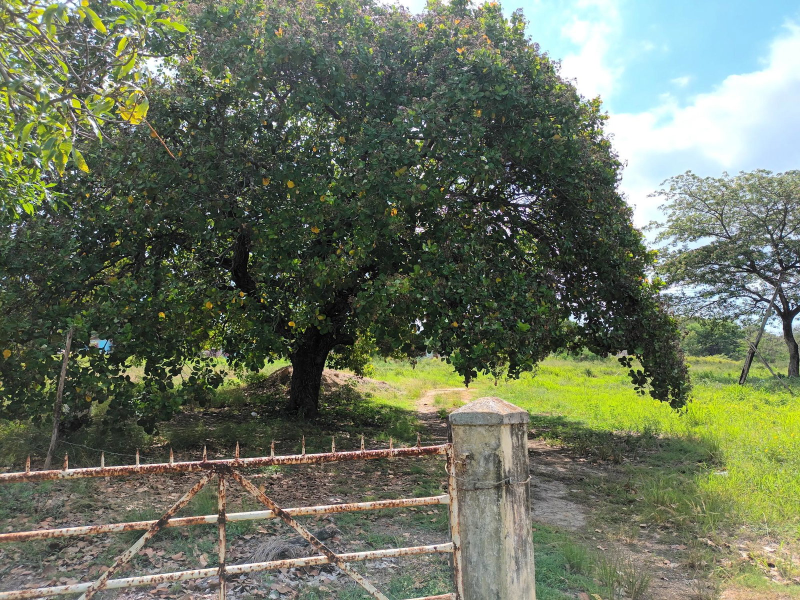 153-Acres-of-Prime-Residential-Development-Land-for-Sale-in-Clarendon-Jamaica Fifteenth image of 0000 Toll Gate, Clarendon in Toll Gate, Clarendon, Jamaica - property is For Sale