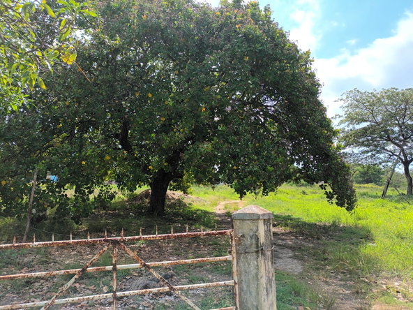 Fifteenth image of 0000 Toll Gate, Clarendon in Toll Gate, Clarendon, Jamaica - property is For Sale