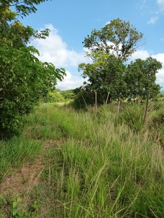 Third image of 0000 Toll Gate, Clarendon in Toll Gate, Clarendon, Jamaica - property is For Sale