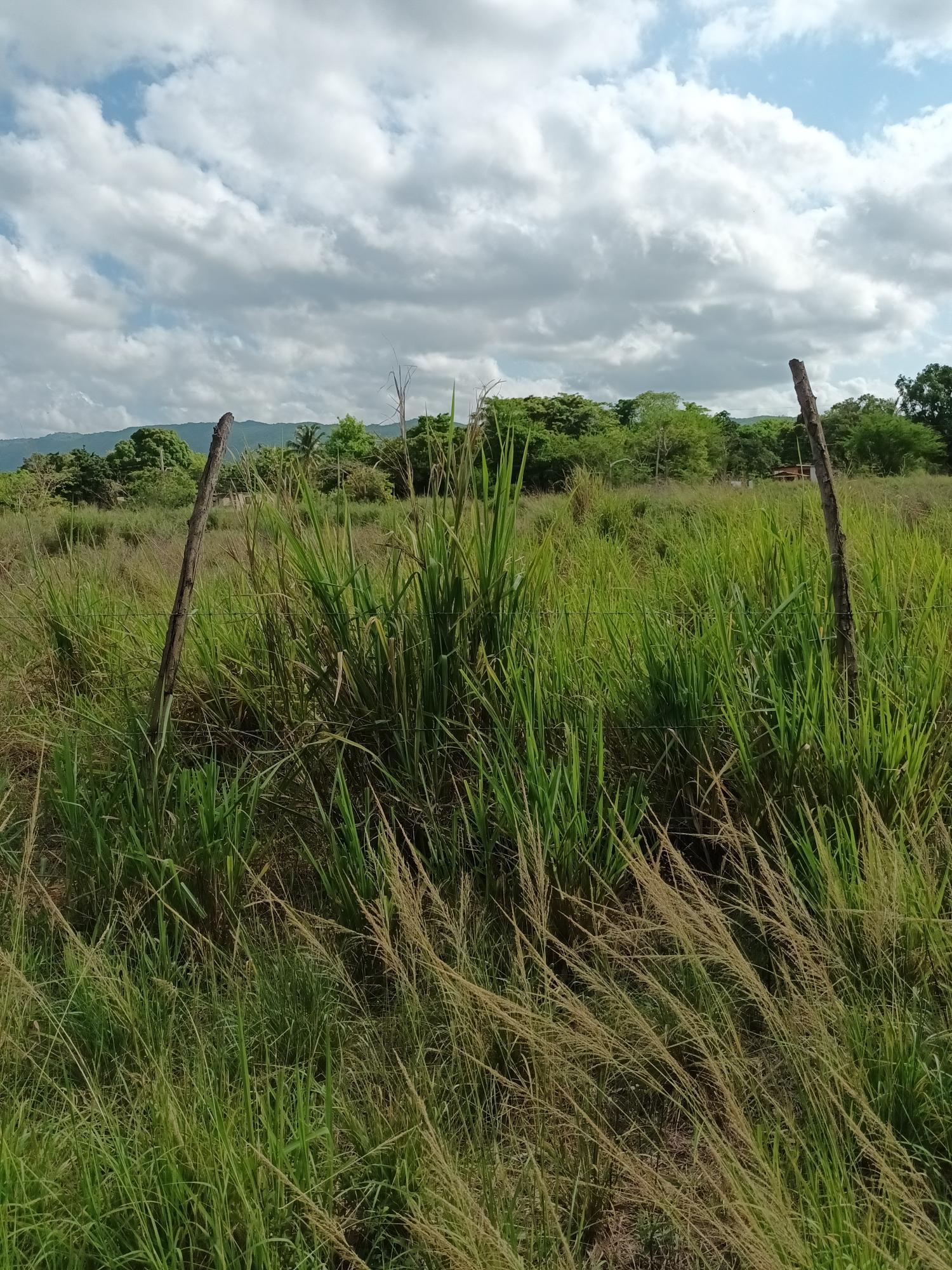 153-Acres-of-Prime-Residential-Development-Land-for-Sale-in-Clarendon-Jamaica Fourth image of 0000 Toll Gate, Clarendon in Toll Gate, Clarendon, Jamaica - property is For Sale