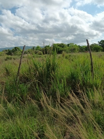Fourth image of 0000 Toll Gate, Clarendon in Toll Gate, Clarendon, Jamaica - property is For Sale