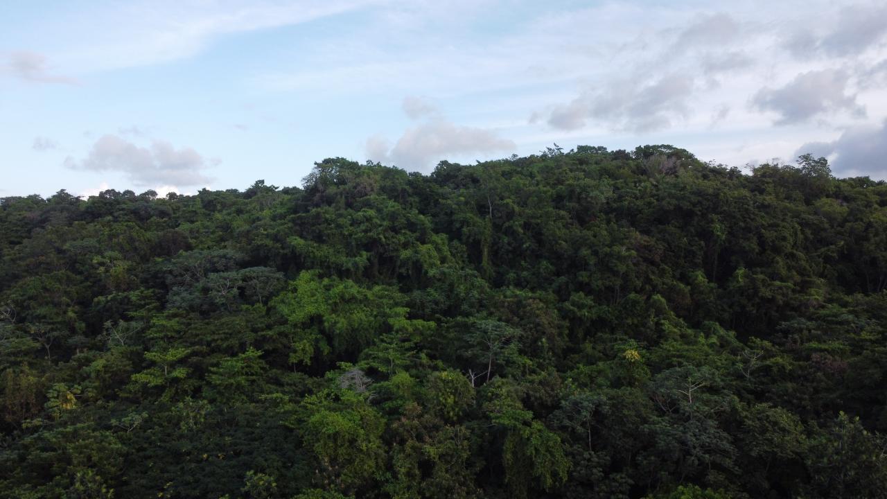 Twenty-Third image of New Banks, Tanglewood in Ocho Rios, St. Ann, Jamaica - property is For Sale