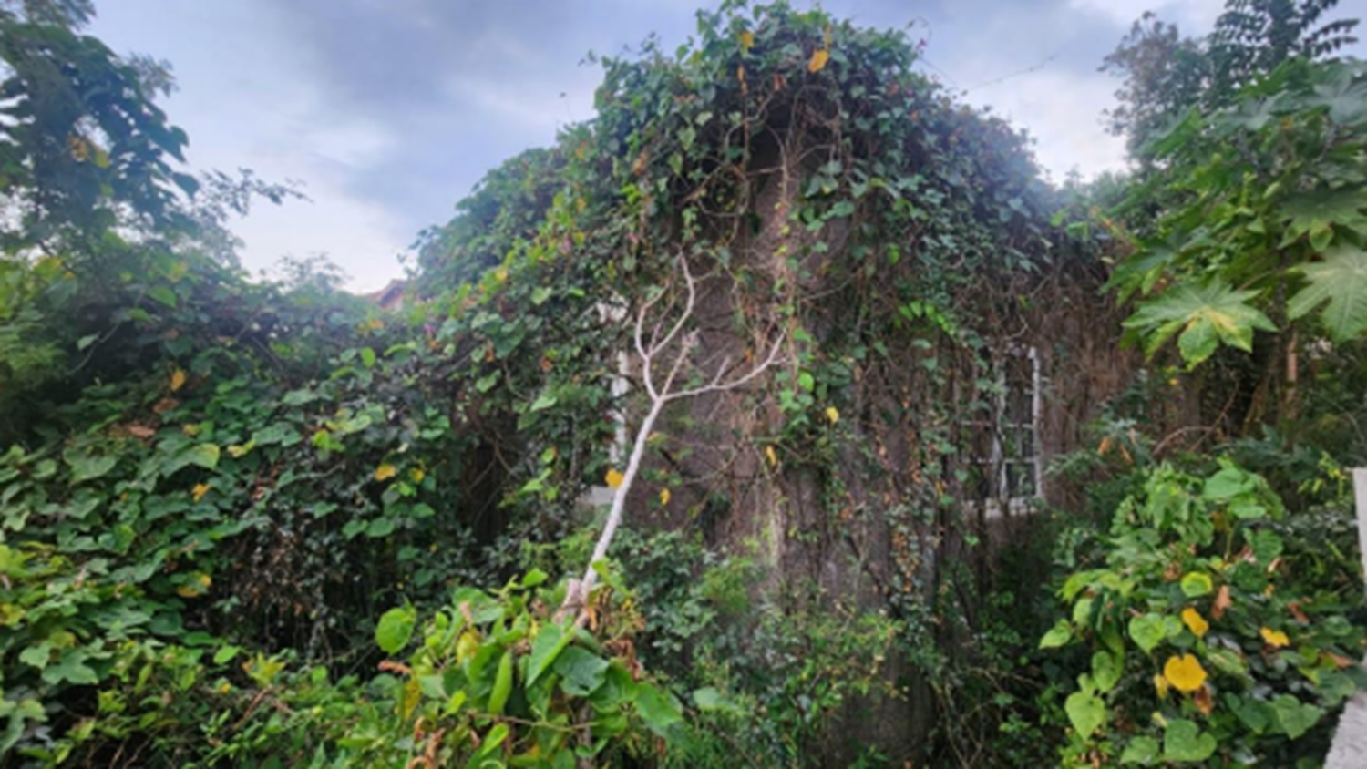 Fifth image of 7 Marley Street in Luana, St. Elizabeth, Jamaica - property is For Sale