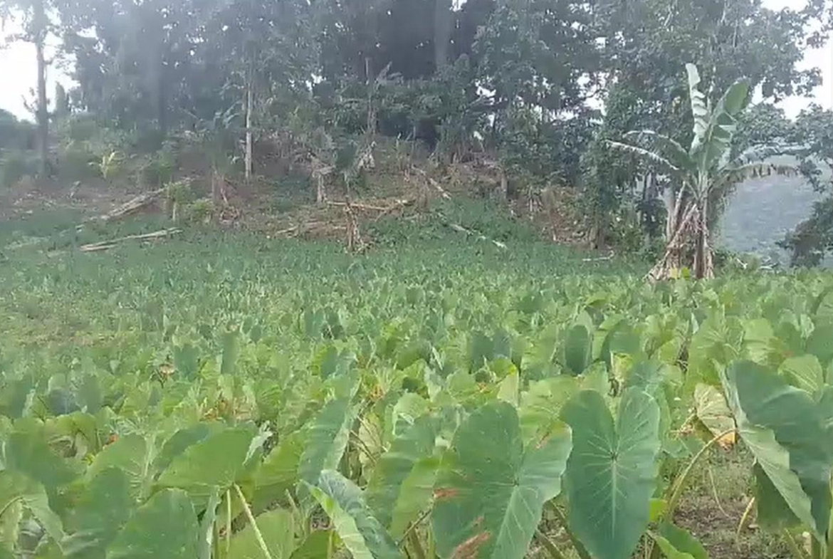 First image of Reach, Portland in Reach, Portland, Jamaica - property is For Sale