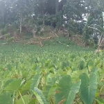 First image of Reach, Portland in Reach, Portland, Jamaica - property is For Sale
