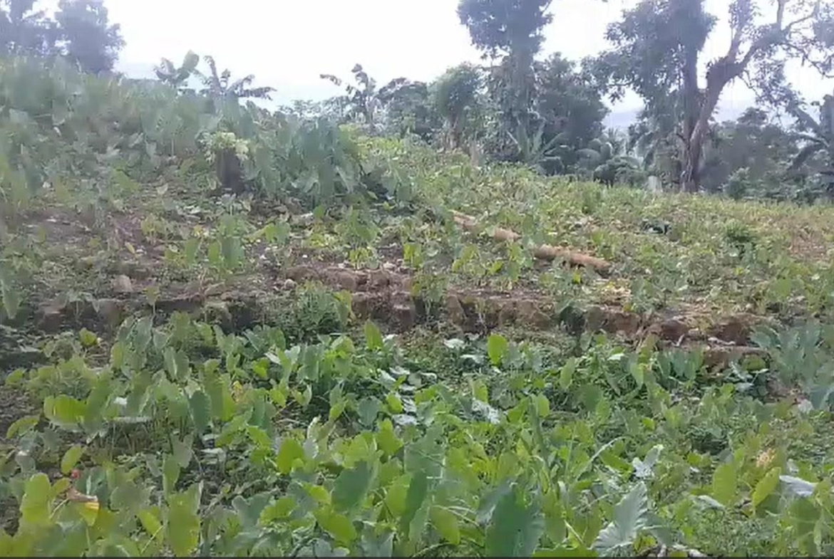 Third image of Reach, Portland in Reach, Portland, Jamaica - property is For Sale
