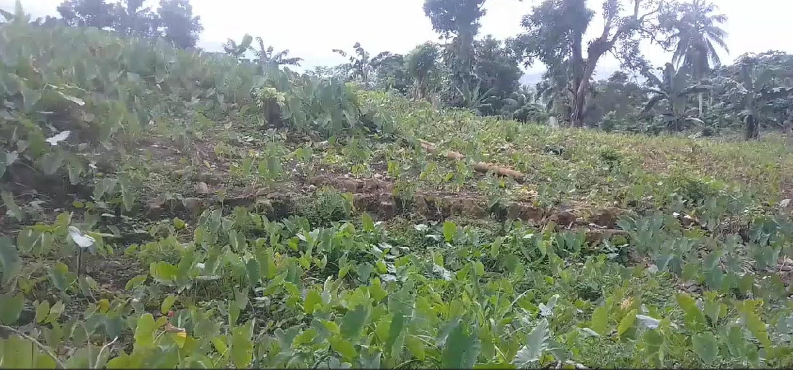 Third image of Reach, Portland in Reach, Portland, Jamaica - property is For Sale