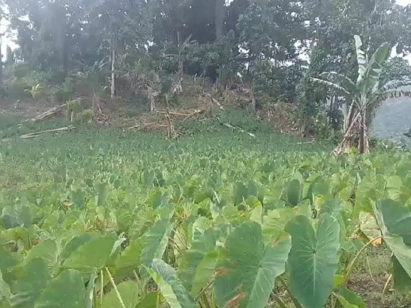 First image of Reach, Portland in Reach, Portland, Jamaica - property is For Sale