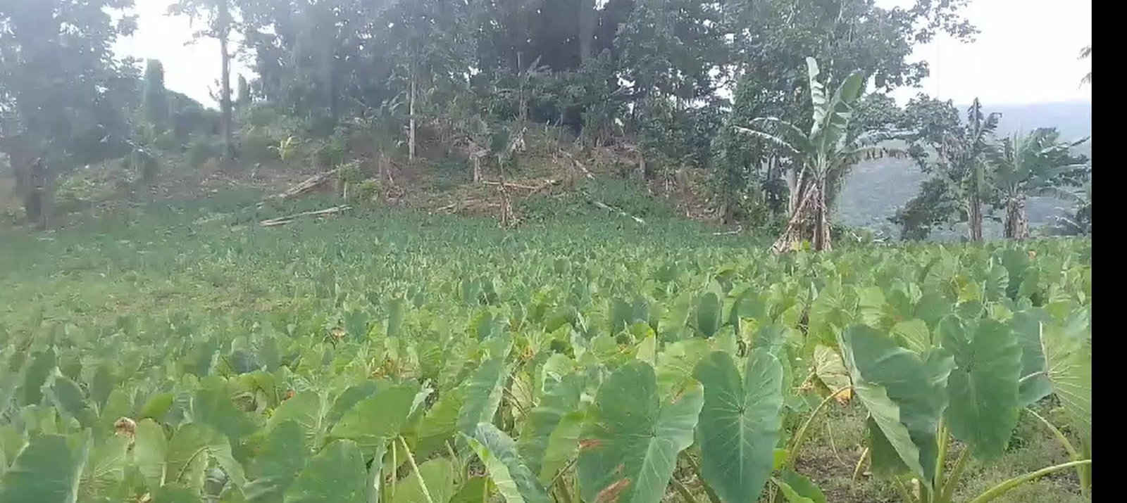 First image of Reach, Portland in Reach, Portland, Jamaica - property is For Sale