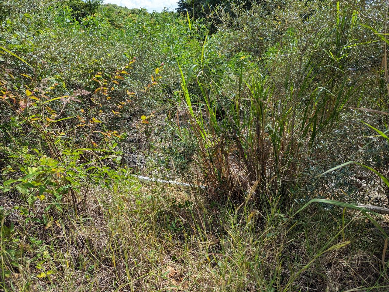 Fourteenth image of Marley Hill District, Cro in Cross Keys, Manchester, Jamaica - property is For Sale