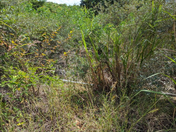 Fourteenth image of Marley Hill District, Cro in Cross Keys, Manchester, Jamaica - property is For Sale