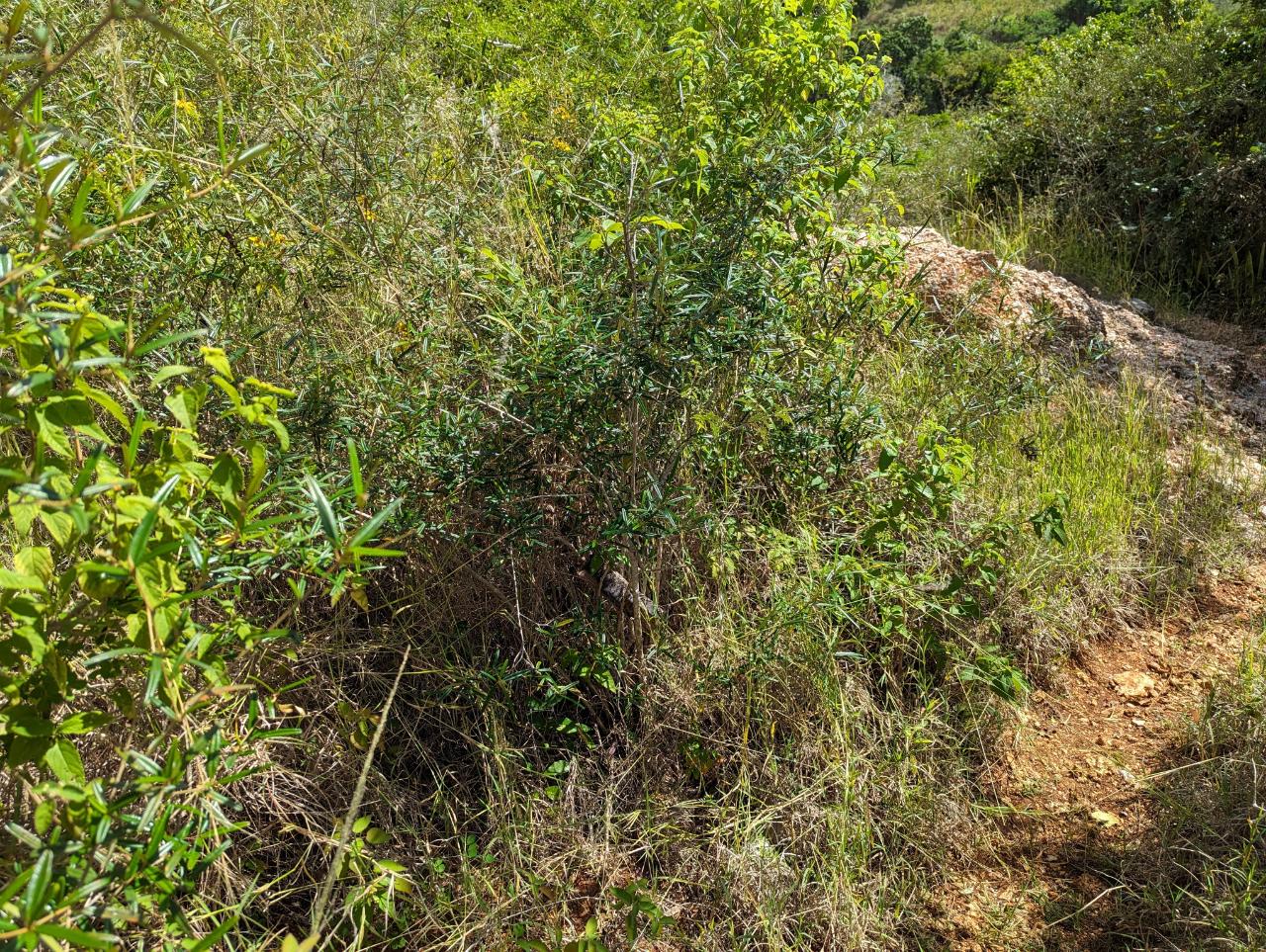 Fifteenth image of Marley Hill District, Cro in Cross Keys, Manchester, Jamaica - property is For Sale