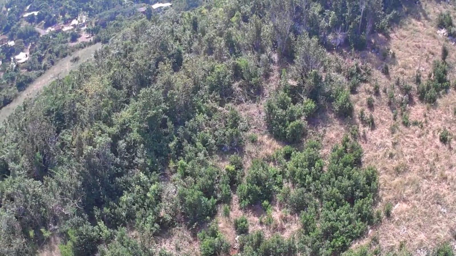 Twenty-Second image of Marley Hill District, Cro in Cross Keys, Manchester, Jamaica - property is For Sale