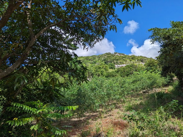 Ninth image of Marley Hill District, Cro in Cross Keys, Manchester, Jamaica - property is For Sale