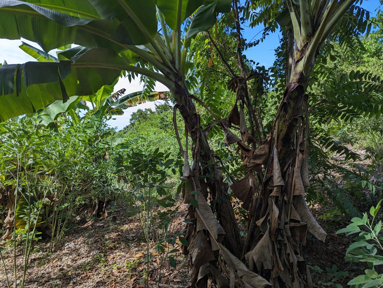 Tenth image of Marley Hill District, Cro in Cross Keys, Manchester, Jamaica - property is For Sale