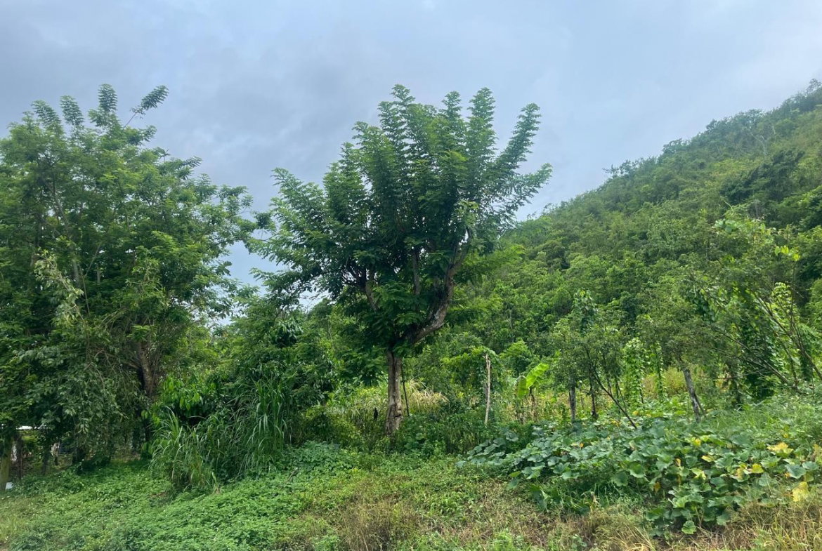 Second image of Land Part of New Savannah in New Market, St. Elizabeth, Jamaica - property is For Sale