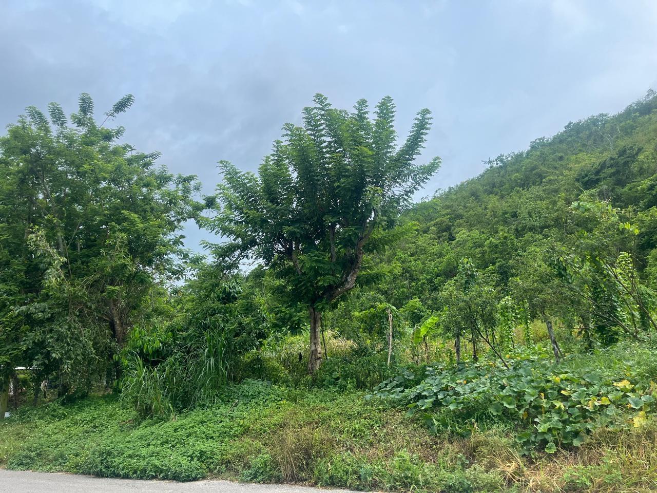 Second image of Land Part of New Savannah in New Market, St. Elizabeth, Jamaica - property is For Sale