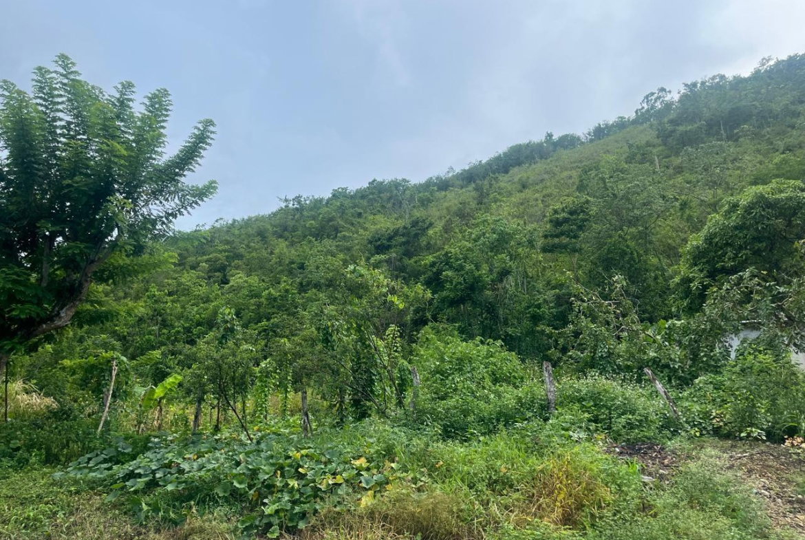 First image of Land Part of New Savannah in New Market, St. Elizabeth, Jamaica - property is For Sale