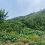 First image of Land Part of New Savannah in New Market, St. Elizabeth, Jamaica - property is For Sale