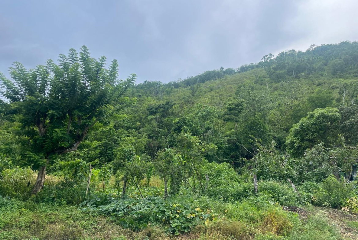 Third image of Land Part of New Savannah in New Market, St. Elizabeth, Jamaica - property is For Sale