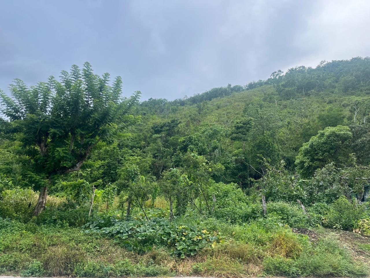 Third image of Land Part of New Savannah in New Market, St. Elizabeth, Jamaica - property is For Sale