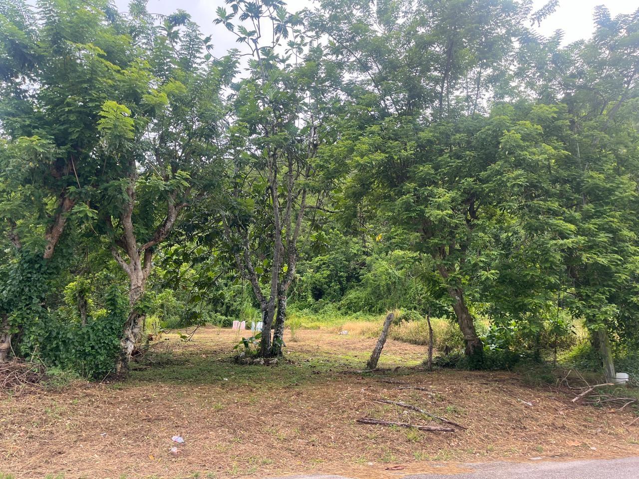 Sixth image of Land Part of New Savannah in New Market, St. Elizabeth, Jamaica - property is For Sale