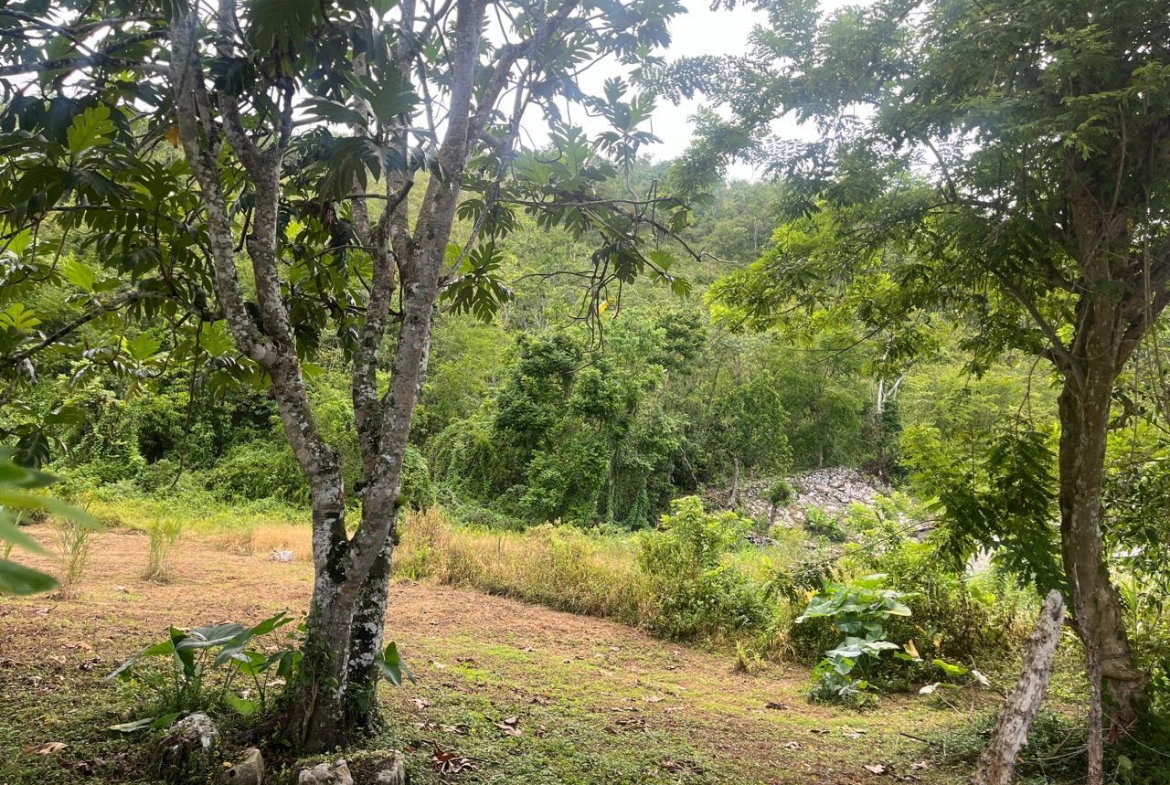 Seventh image of Land Part of New Savannah in New Market, St. Elizabeth, Jamaica - property is For Sale